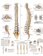 colonne-vertebrale5