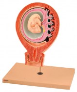 modele-foetus