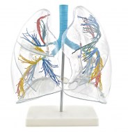 modele-poumon-transparent