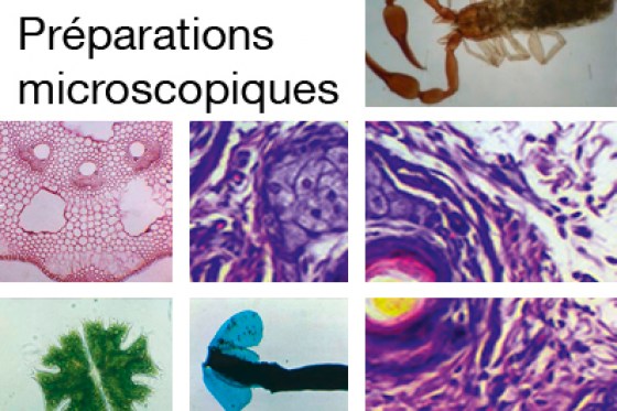 preparations-microscopiques126