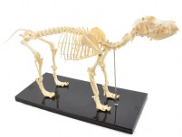 squelette-chien